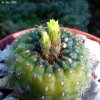 Frailea _perumbilicata _PR136_ 05